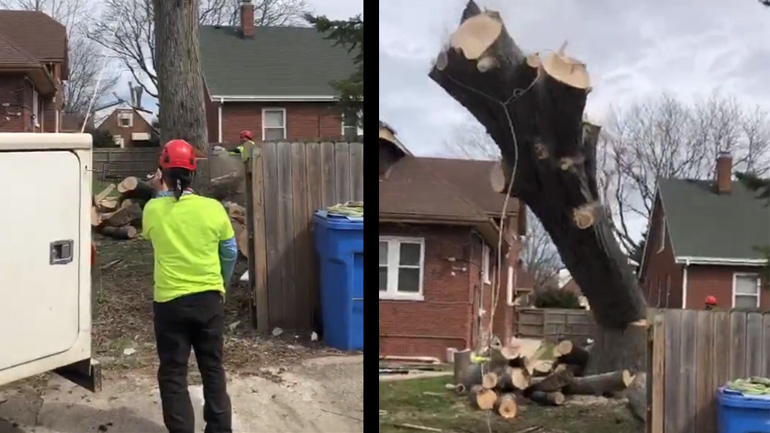 Έκπληξη κατά την κοπή ενός δέντρου