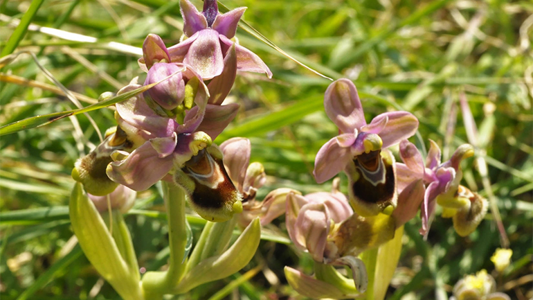 Ο παράδεισος των άγριων ορχιδέων στο Πάρκο του Απολιθωμένου Δάσους Λέσβου