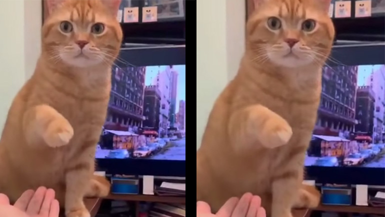 Κόλλα πέντε!