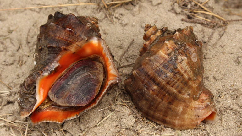 Ερευνητές από χώρες της Μαύρης Θάλασσας αρχίζουν νέα μελέτη για τον πληθυσμό του μυδοφάγου