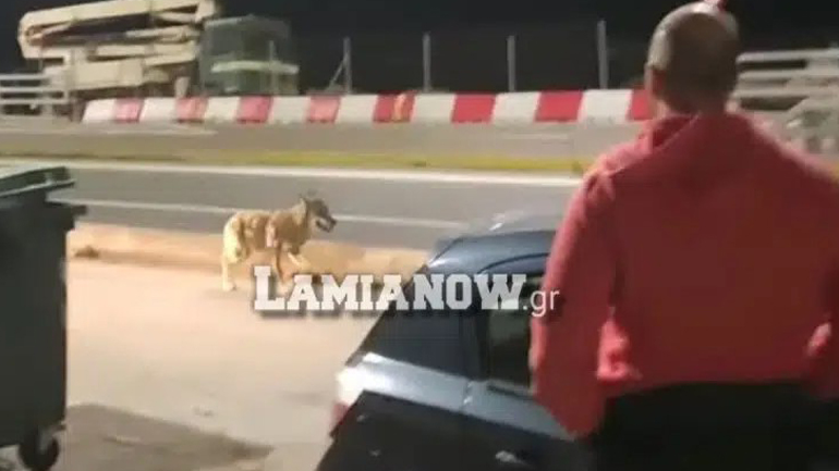 Φθιώτιδα: Λύκος εμφανίστηκε ανάμεσα σε αυτοκίνητα και πολίτες