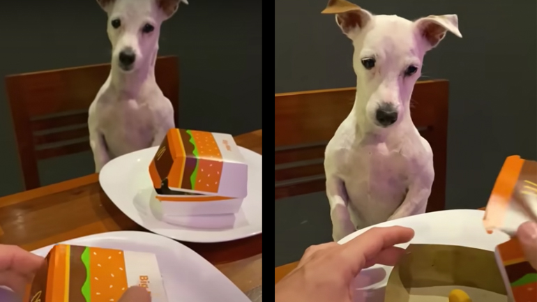 Σκύλος αντιδρά στην αδικία