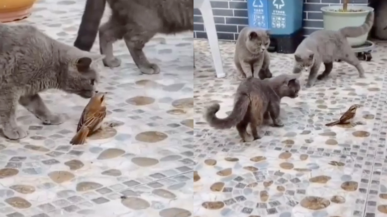Σπουργίτι vs γάτες
