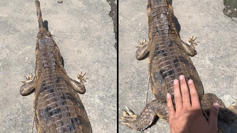 Χάιδεψε έναν κροκόδειλο!