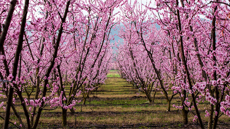 Θεσσαλονίκη: Σε διεθνή φεστιβάλ αναμένεται να «ταξιδέψουν» οι ανθισμένες ροδακινιές της Ημαθίας