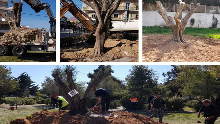 Τρεις αιωνόβιες ελιές μεταφυτεύτηκαν σε πάρκα του Δήμου Ηρακλείου Αττικής