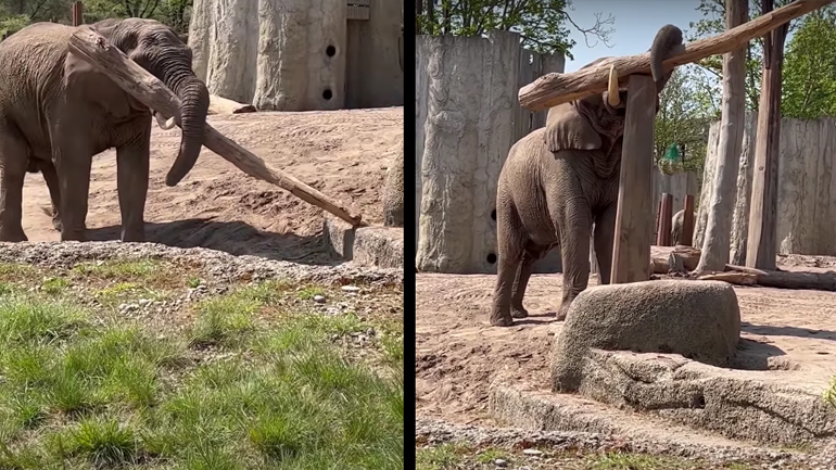 Ελέφαντας ισορροπεί ένα ξύλο πάνω σε ένα κορμό