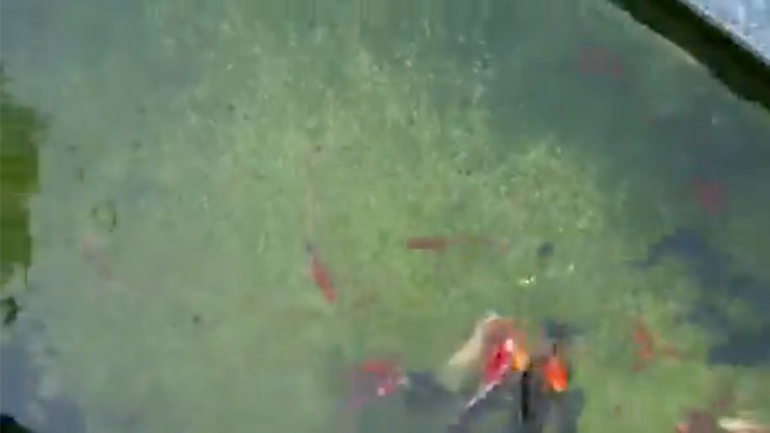 Ψάρεμα στη Σαγκάη κατά τη διάρκεια του lockdown