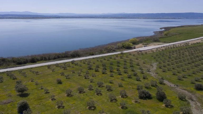 Το μεγαλύτερο δάσος με αγριελιές βρίσκεται στη Βόλβη