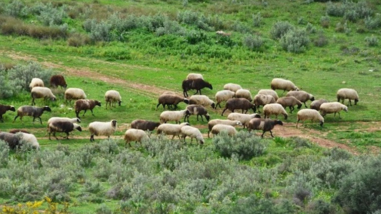 Κρήτη: Χειροπέδες σε 46χρονη που έσφαζε αρνιά