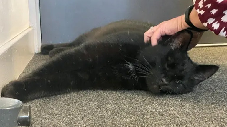 Βρετανία: Αγνοούμενος γάτος βρέθηκε μετά από πέντε χρόνια σε πλωτή εξέδρα εξόρυξης πετρελαίου