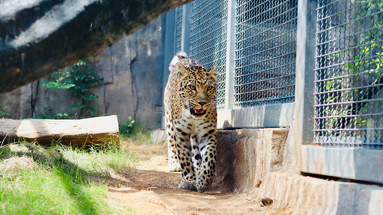 Ιράν: Μια λεοπάρδαλη σκοτώθηκε από πυρά αφότου επιτέθηκε σε αστυνομικό