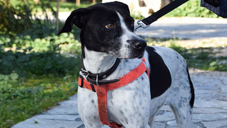 Η Χαρά το σκυλάκι που «έσβησε» από τρόμο για τα βεγγαλικά