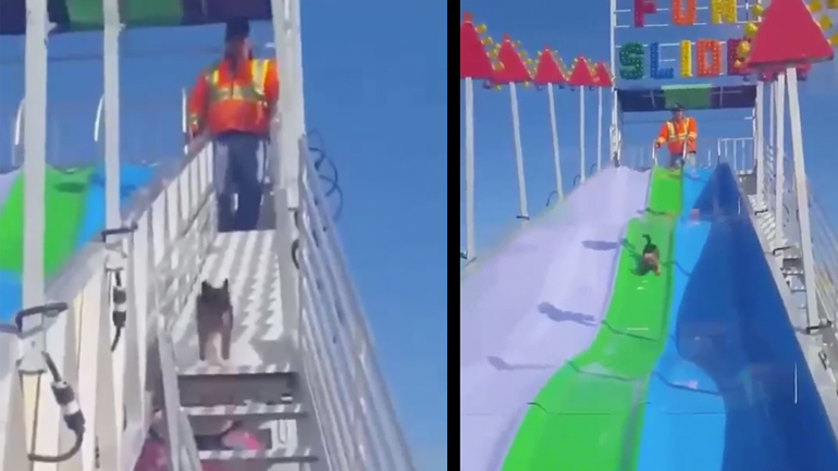 Ο σκύλος στην τσουλήθρα