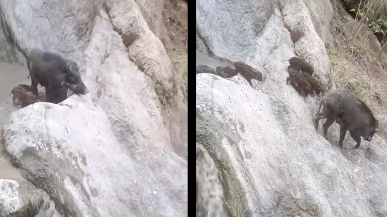 Οικογένεια αγριόχοιρων σε επικίνδυνες αποστολές