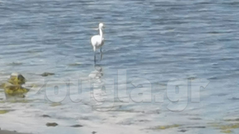 Η μαγευτική λιμνοθάλασσα Καλοχωρίου όπου ζουν 300 είδη πουλιών