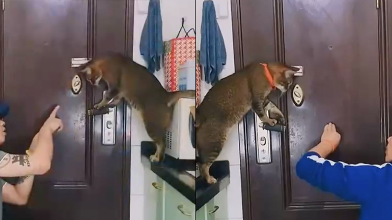 Εκπαιδεύοντας μια γάτα να ανοίγει πόρτες