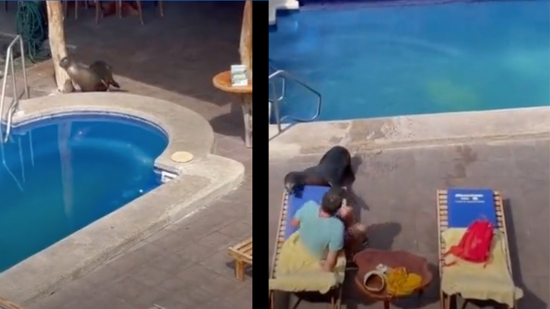 Φώκια ανεβαίνει στην ξαπλώστρα ενός άνδρα