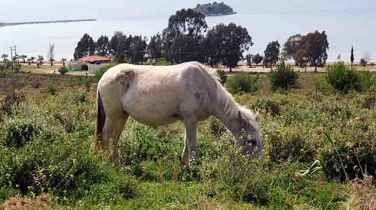 Γρεβενά: Άγρια άλογα σε δημοπρασία από τον δήμο – Ενστάσεις από φιλοζωικές