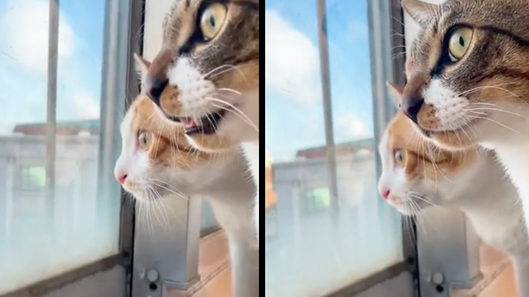 Δύο γάτες σε σοβαρή συζήτηση