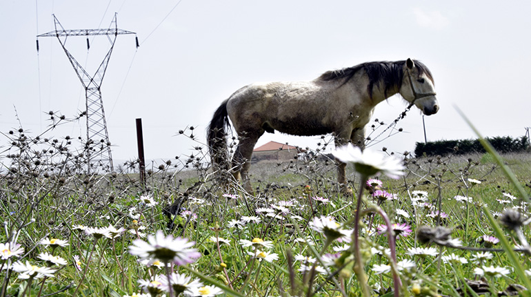 Ακυρώθηκε η δημοπράτηση των 30 άγριων αλόγων στα Γρεβενά