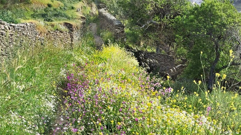 «Χαρτογραφώντας το μονοπάτι»: Ο υπέροχος κόσμος των αγριολούλουδων της Κέας