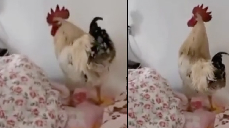 Κόκορας ξυπνητήρι