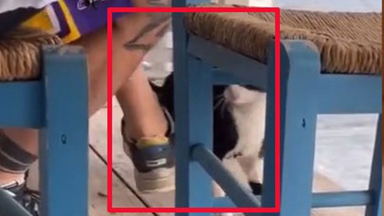 Στον εισαγγελέα ο 30χρονος που κλότσησε το γατάκι στην Αιδηψό Στον εισαγγελέα ο 30χρονος που κλότσησε το γατάκι στην Αιδηψό