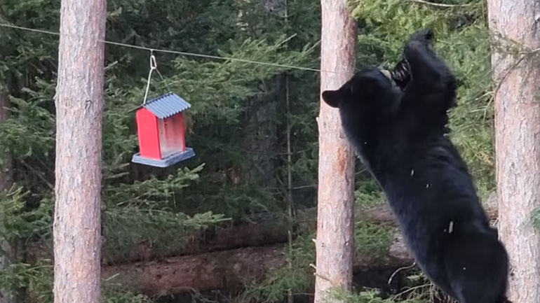 Αρκούδα προσπαθεί να κλέψει κανναβούρι