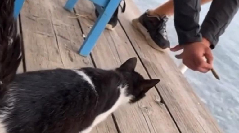 Μανώλης Καραμανώλης: Τι απαντά ο άνδρας που ανέβασε το βίντεο με το γατάκι στην Αιδηψό