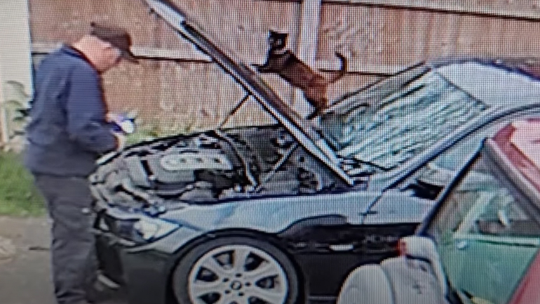 Η γάτα κλείνει το καπό του αυτοκινήτου