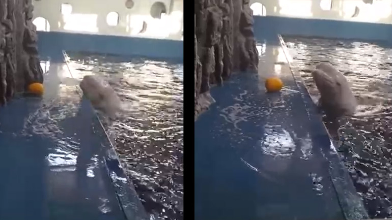 Φάλαινα μπελούγκα πιάνει ένα παιχνίδι