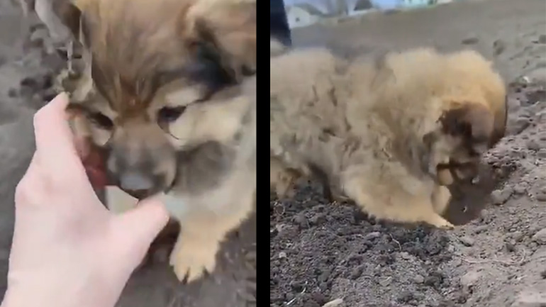 Κουτάβι φυτεύει πατάτα