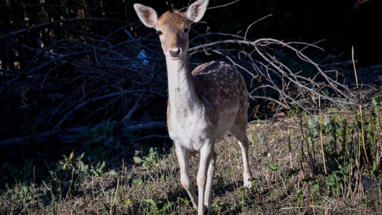 Ρόδος: Δεν θα επιτραπεί το κυνήγι ελαφιών