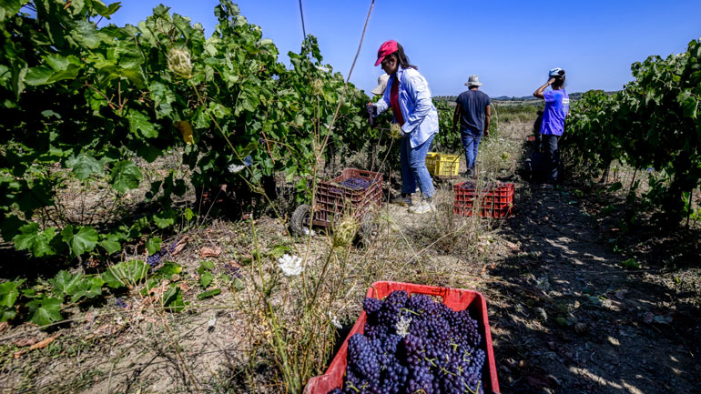 Ενισχύσεις 4,6 εκατ. ευρώ σε 5.909 παραγωγούς κορινθιακής σταφίδας