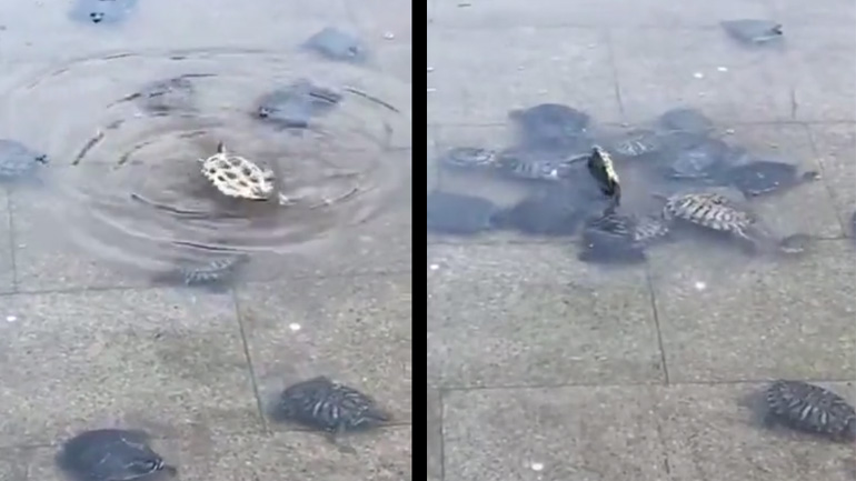Χελώνα αναποδογυρίζει και οι φίλοι της έρχονται να τη βοηθήσουν