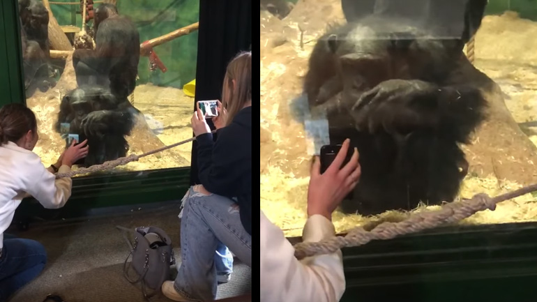 Χιμπατζής ζητά από μια γυναίκα να κάνει scroll στο τηλέφωνό της