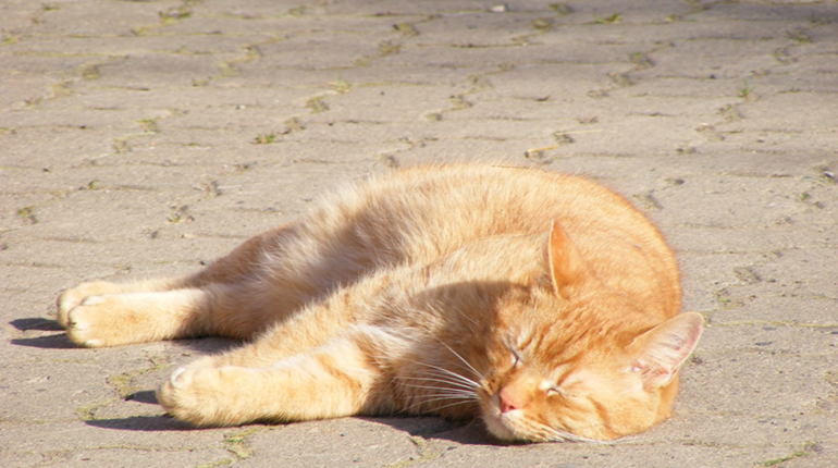 Φρίκη στην Κύπρο: Βασάνισαν γατάκια και έβαψαν με το αίμα τους τον τοίχο
