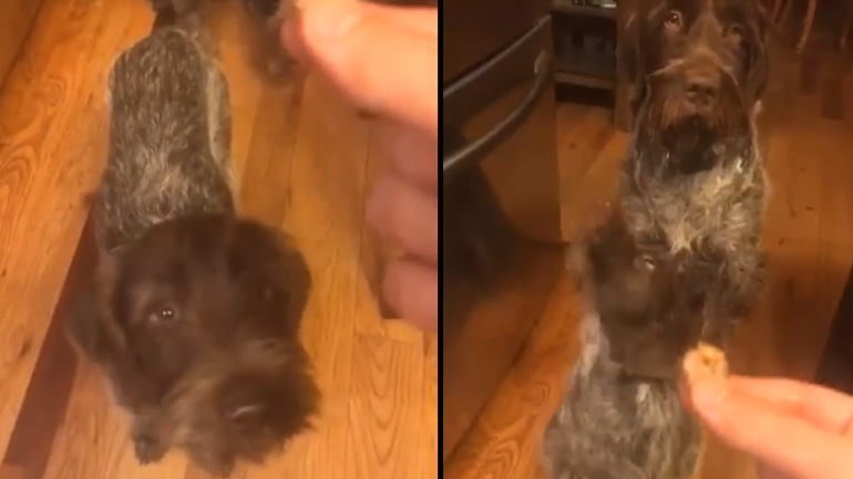 Σκύλος μαθαίνει στο κουτάβι του να κάθεται