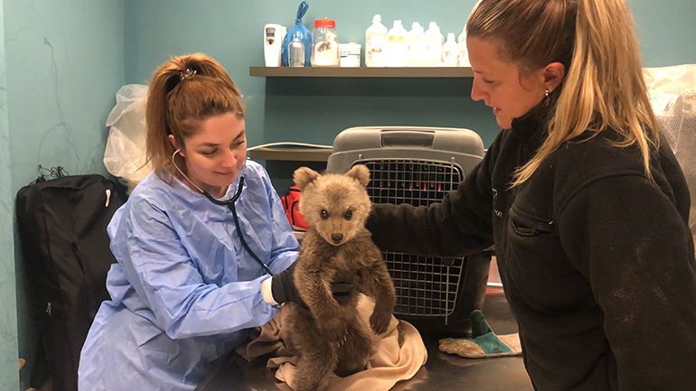 Ένα ζωντανό αρκουδάκι, μικρότερο και από παιδικό παιχνίδι, περιέθαλψε ο Αρκτούρος