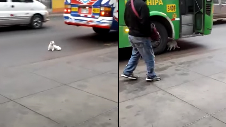 Γάτα με τάσεις αυτοκτονίας