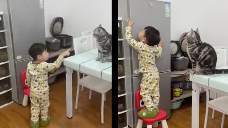 Γάτα βοηθά ένα αγόρι να πιάσει ένα σνακ