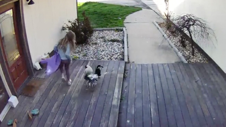 Κόκορας επιτίθεται σε μικρό κορίτσι