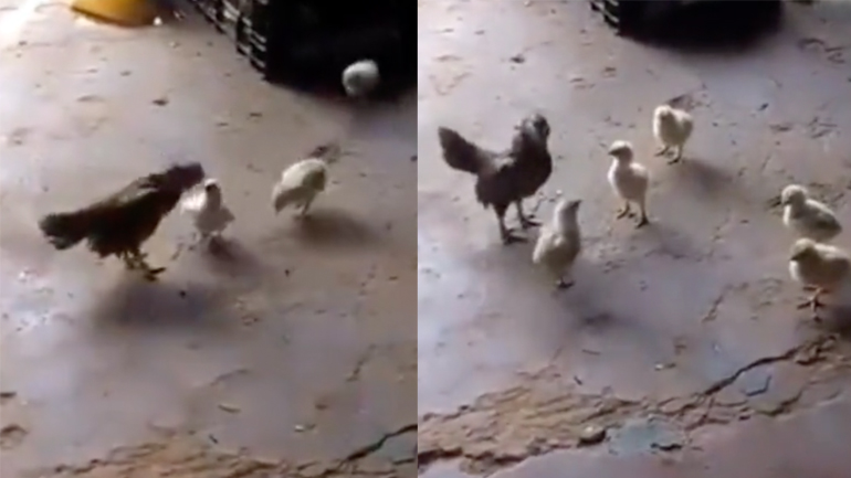 Το γενναίο μικρό κοτόπουλο