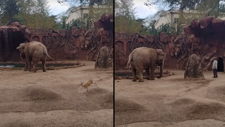 Ελέφαντας ειδοποιεί άνδρα να σώσει μια αντιλόπη