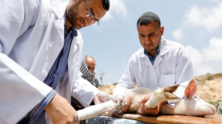 Παλαιστίνη: Δύο χειρούργοι ορθοπεδικοί φροντίζουν τραυματισμένα ζώα που δεν θα επιβίωναν