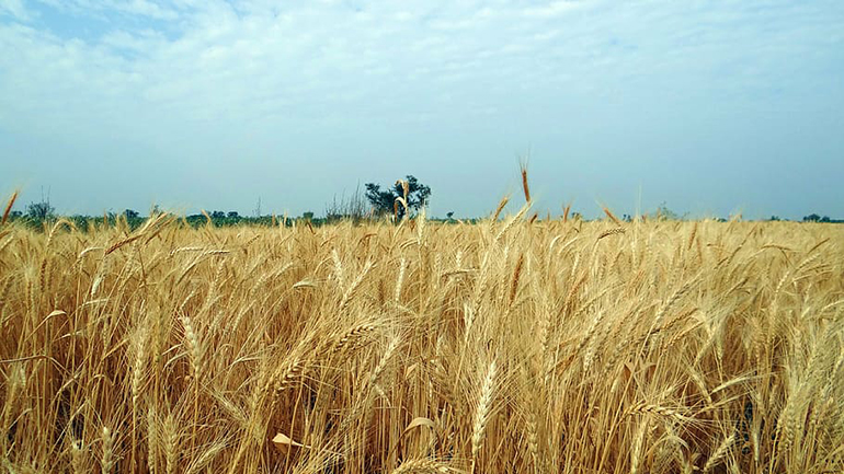 Η Ινδία θα επιτρέψει την εξαγωγή φορτίων σίτου που περιμένουν άδεια από τα τελωνεία