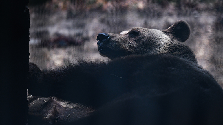 Αρκούδα βγήκε βόλτα στη Φλώρινα – Την πήραν στο κυνήγι τα αδέσποτα