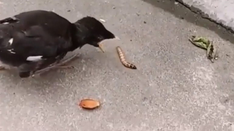 Μικρό πουλί προσπαθεί να πιάσει ένα σκουλήκι