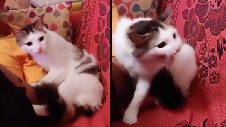 Η γάτα bodyguard